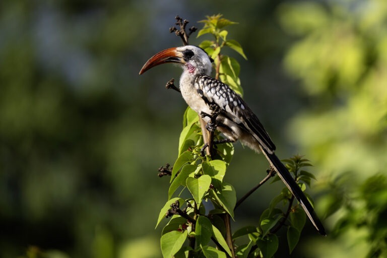 Biodiversity & Rehabilitation